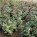 月季50~60cm