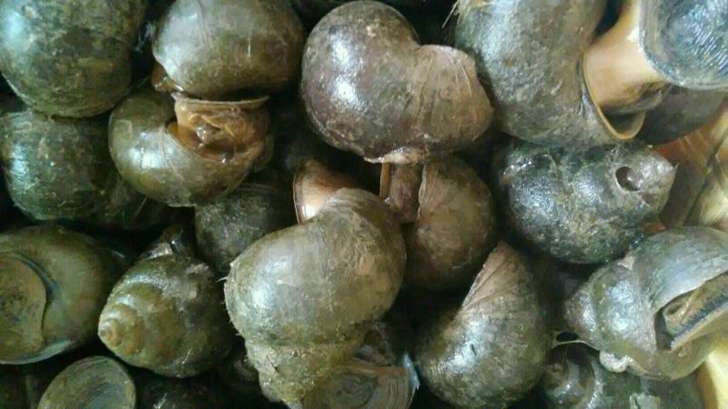 田螺食用鲜活中等厚壳，黑黄色