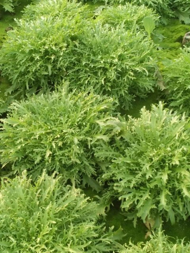 苦菊
