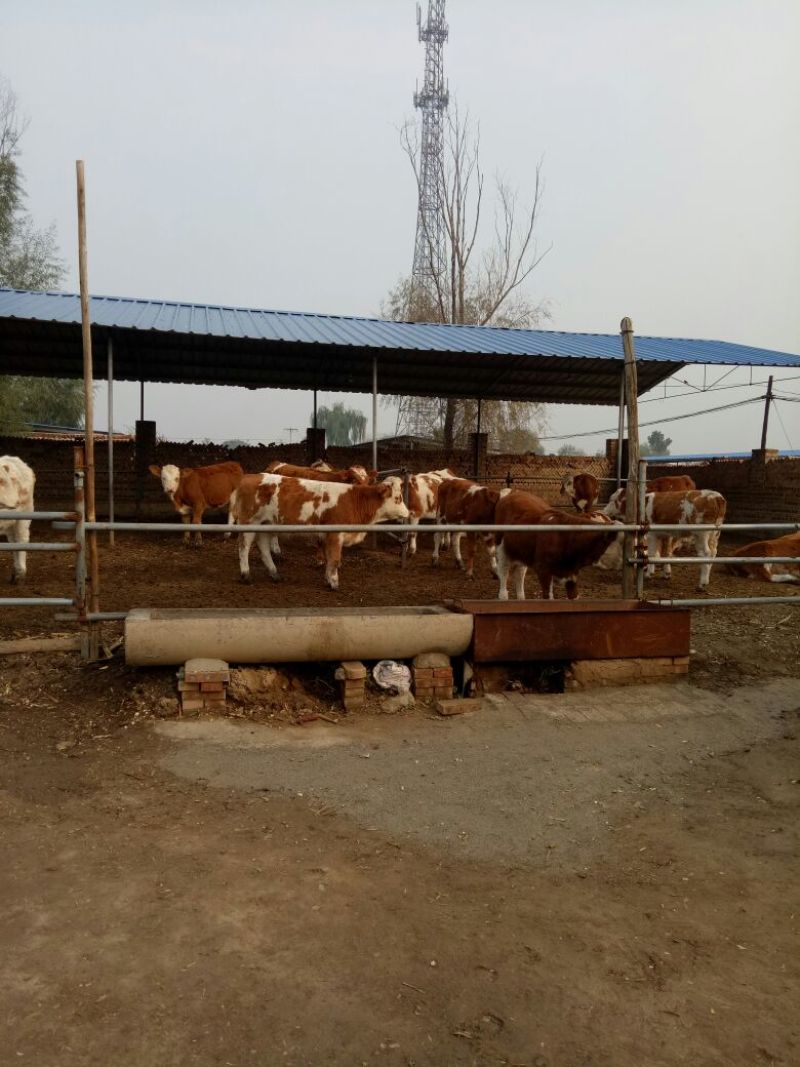 西门塔尔牛犊200~300kg