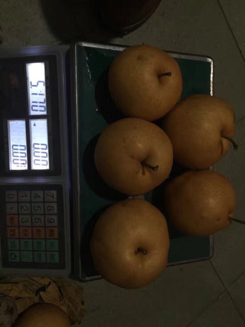 晚秋黄梨