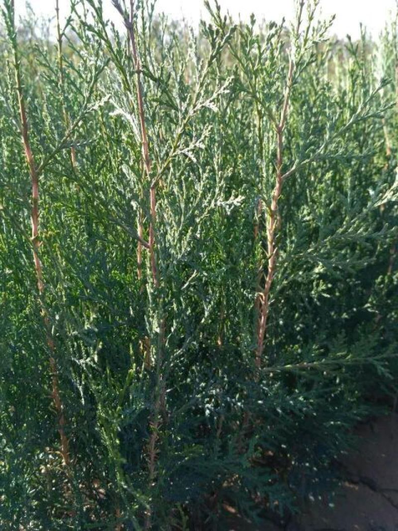 一年生两年生多年生侧柏苗10~20cm