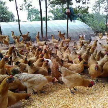 土鸡6月以下，乌皮红冠