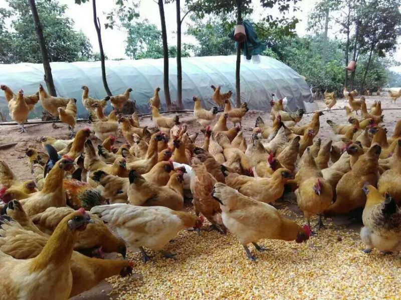 土鸡6月以下，乌皮红冠