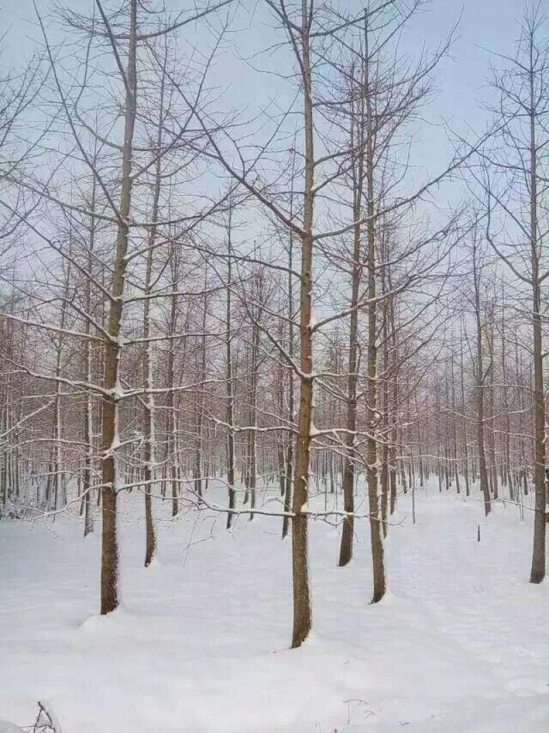 银杏树12公分，基地直供，一手货源无中介。现场打号挖树