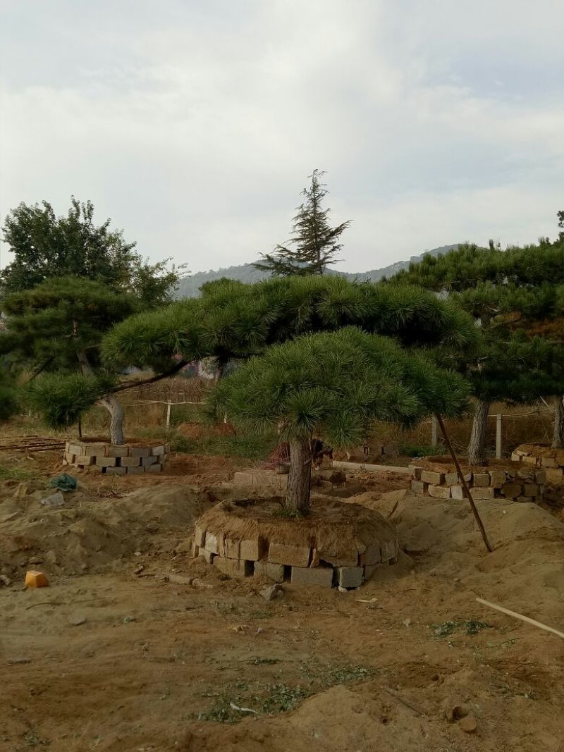 造型松14公分