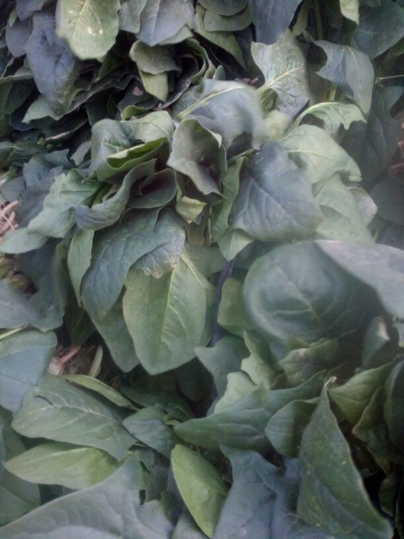 大叶菠菜，圆叶菠菜，精品市场货，加工厂货