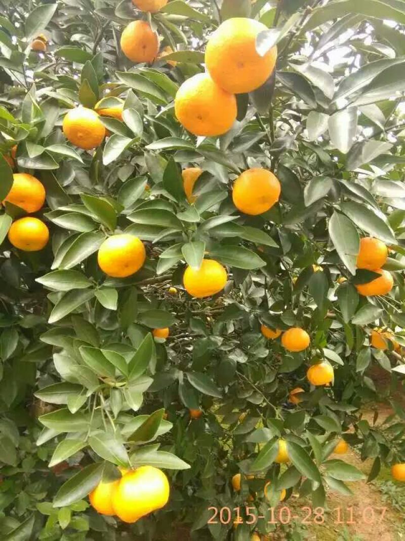 臭皮柑3.5~4cm