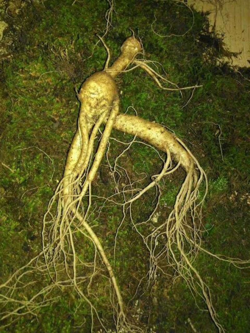 林下参