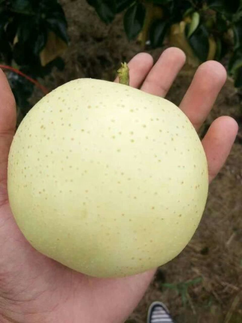 黄金梨200~250g纸袋