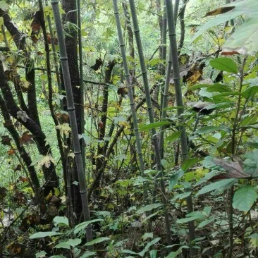 斑竹5~6m