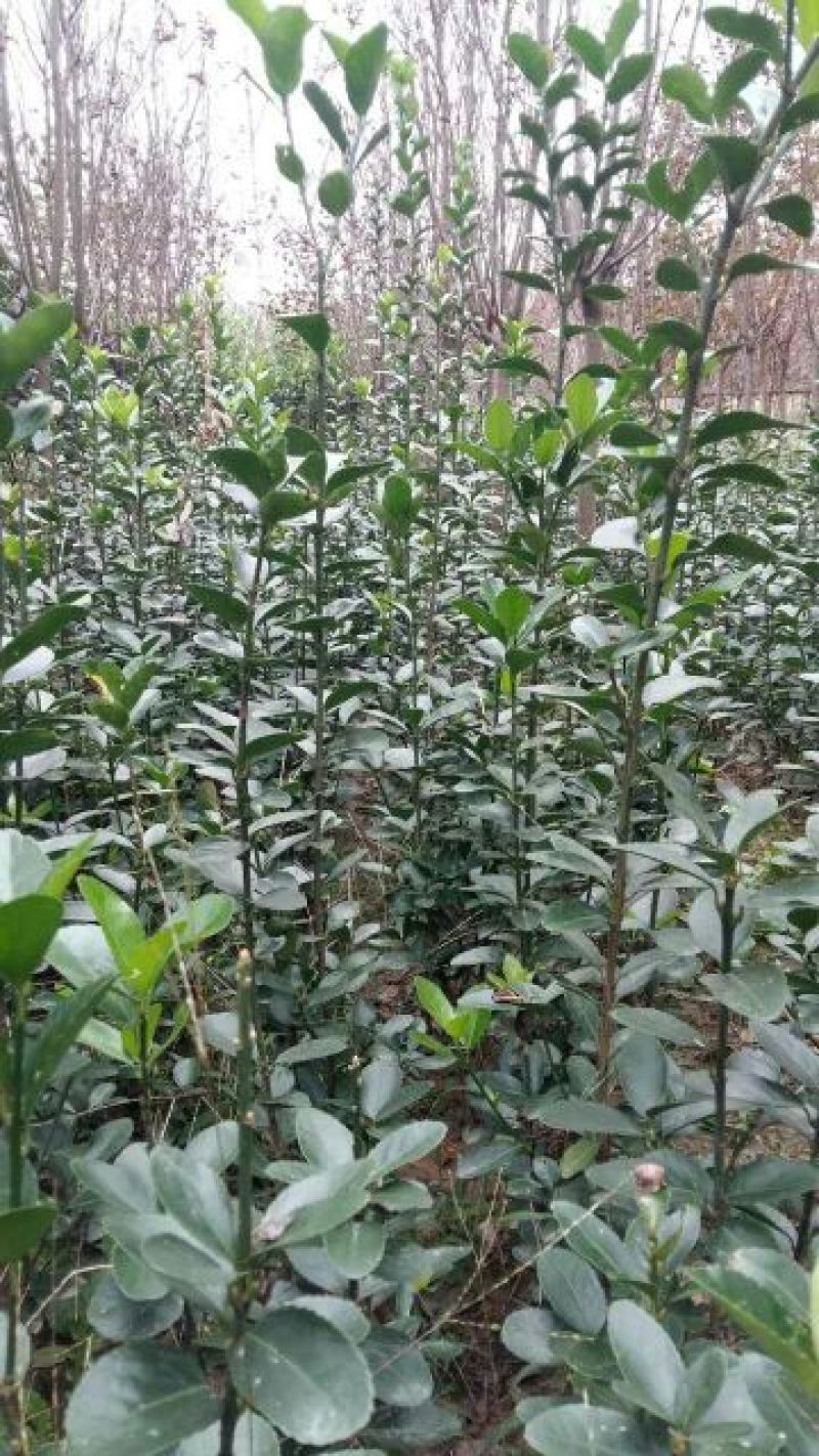 大叶女贞4cm以下