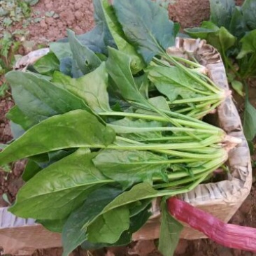 菠菜20~25厘米