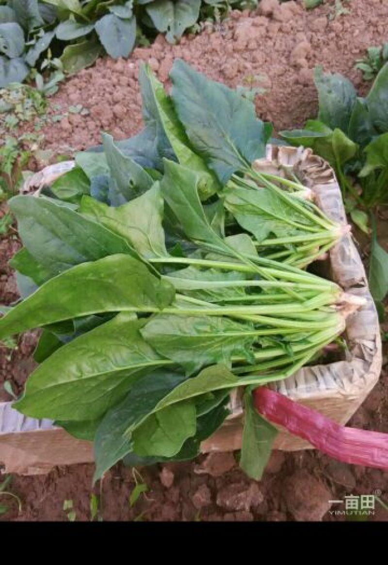 菠菜20~25厘米