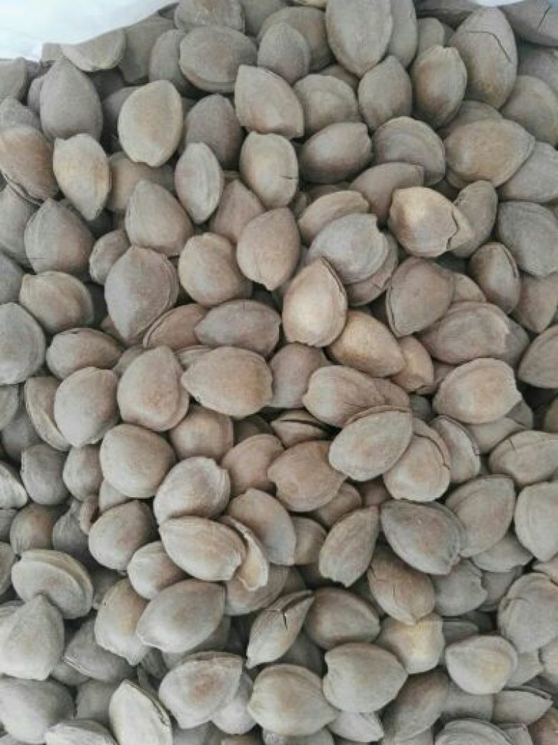 杏仁一级