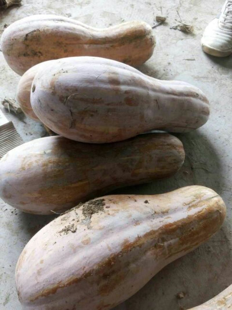 老南瓜3~4斤以上长条形