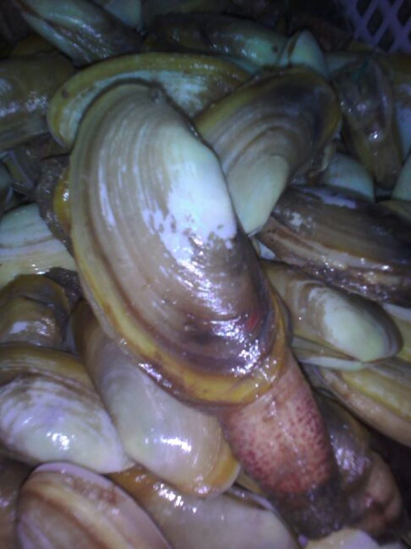 海螺食用鲜活5~10只/kg