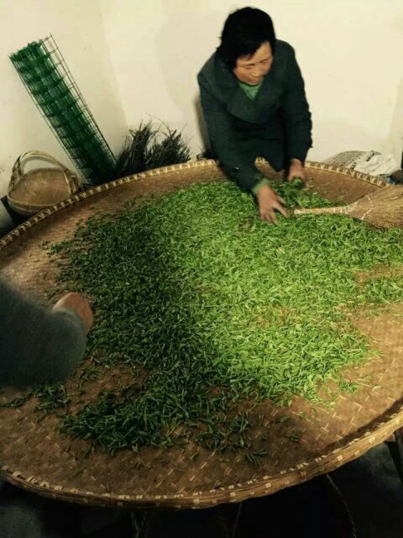 本山茶一级