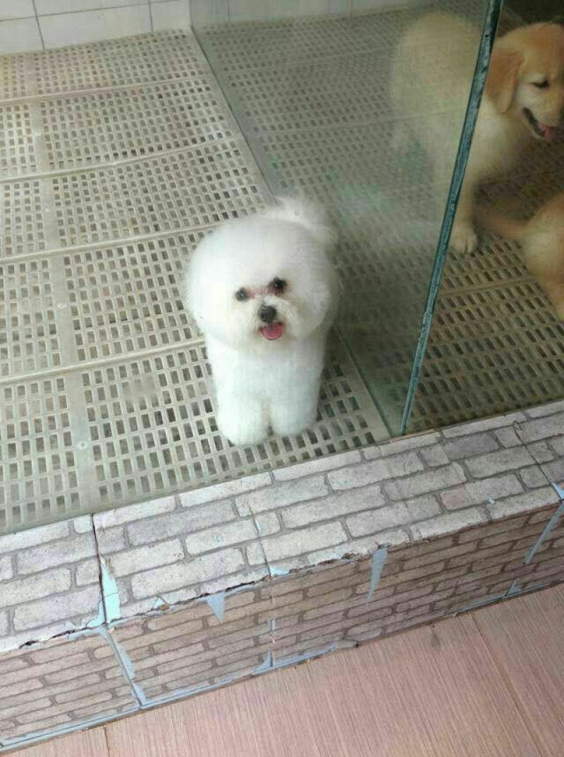 宠物狗