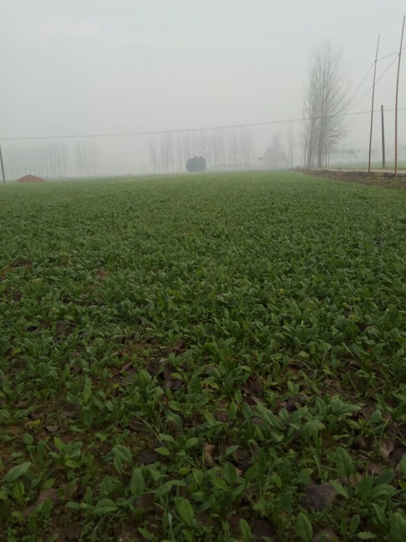 越冬菠菜20~25厘米