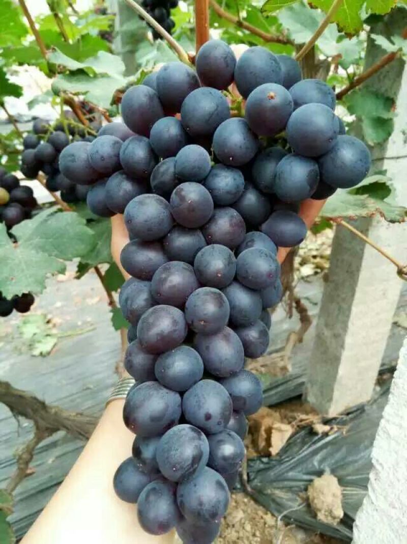 商家