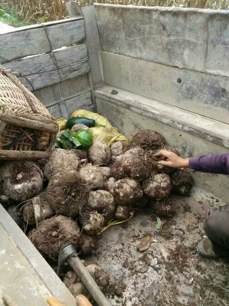 魔芋干