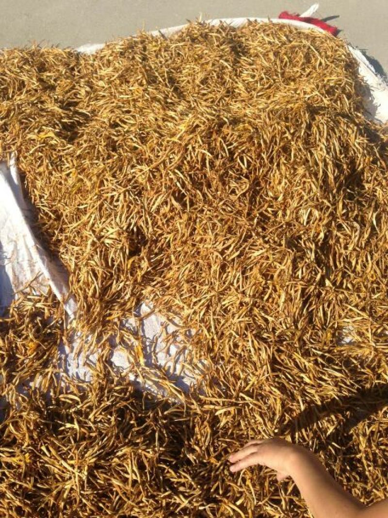 干黄花菜散装一级