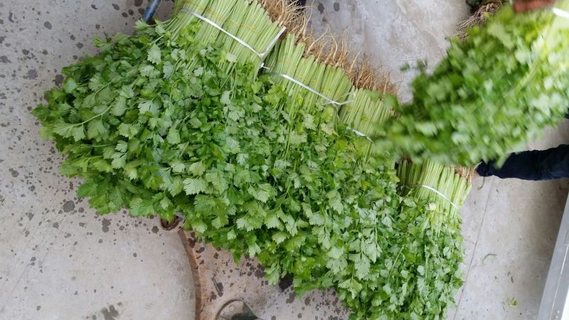 西芹45cm以上质量保证