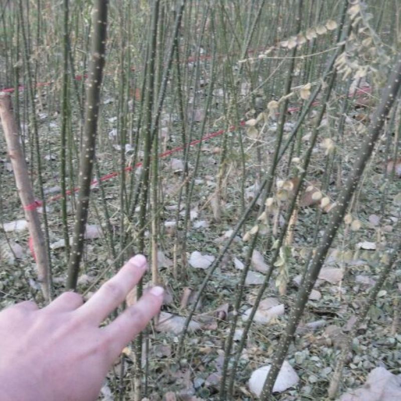 国槐1米以下2~4cm4cm以下