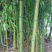 竹子5~6m