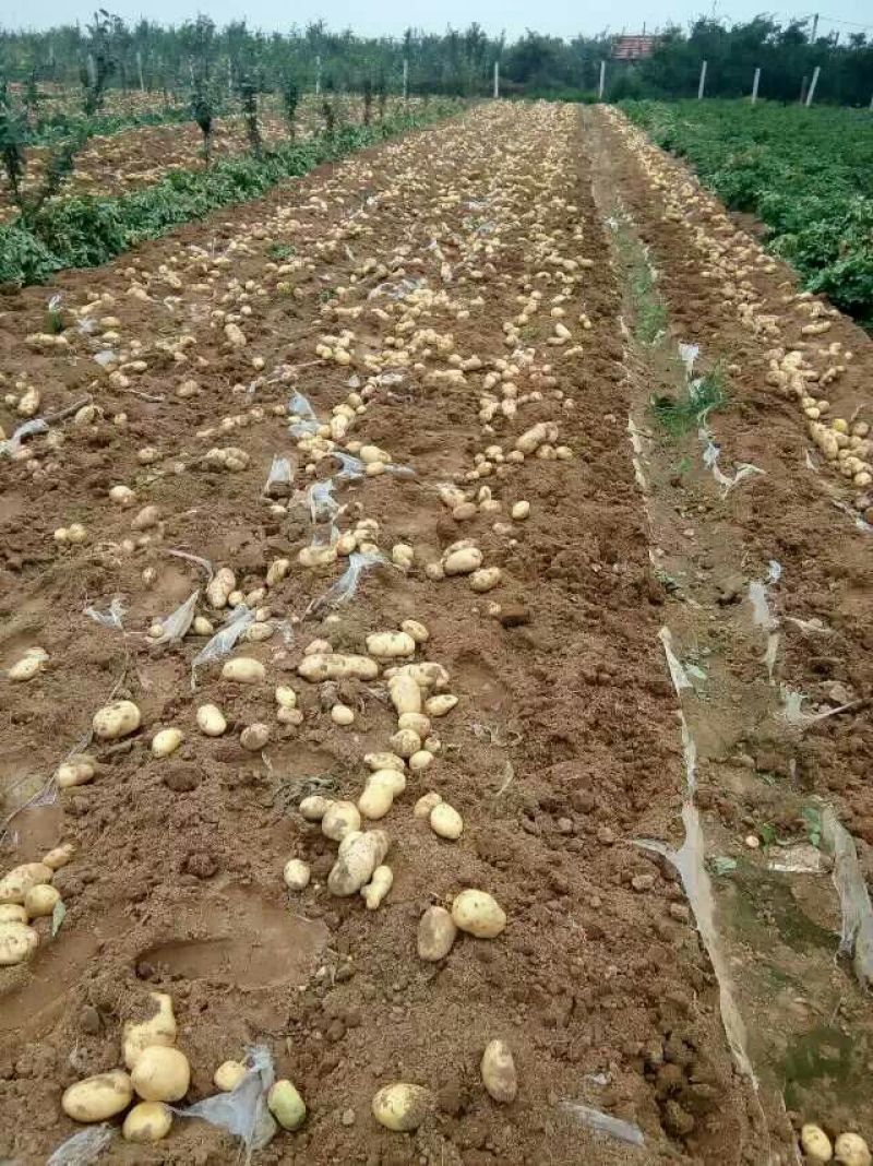 荷兰十五土豆基地批发量大质优3两以上货源充足