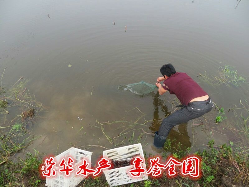 湖南益阳小龙虾食用4~6钱活虾