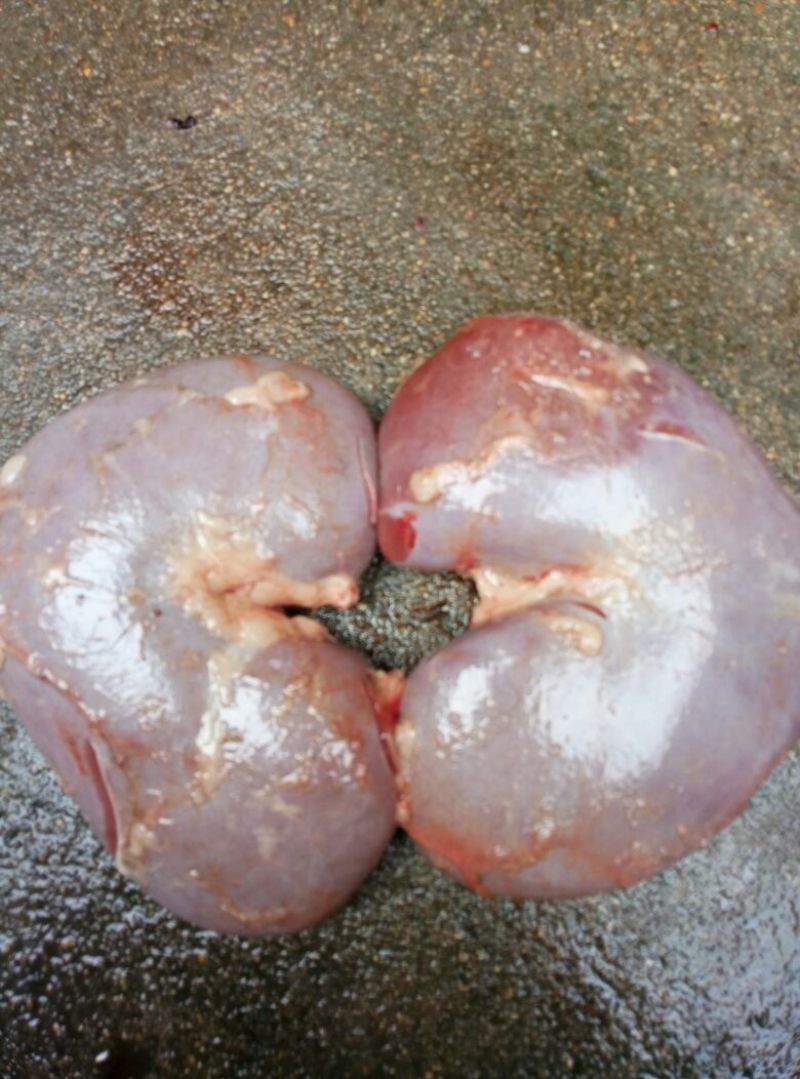 驴肉鲜货