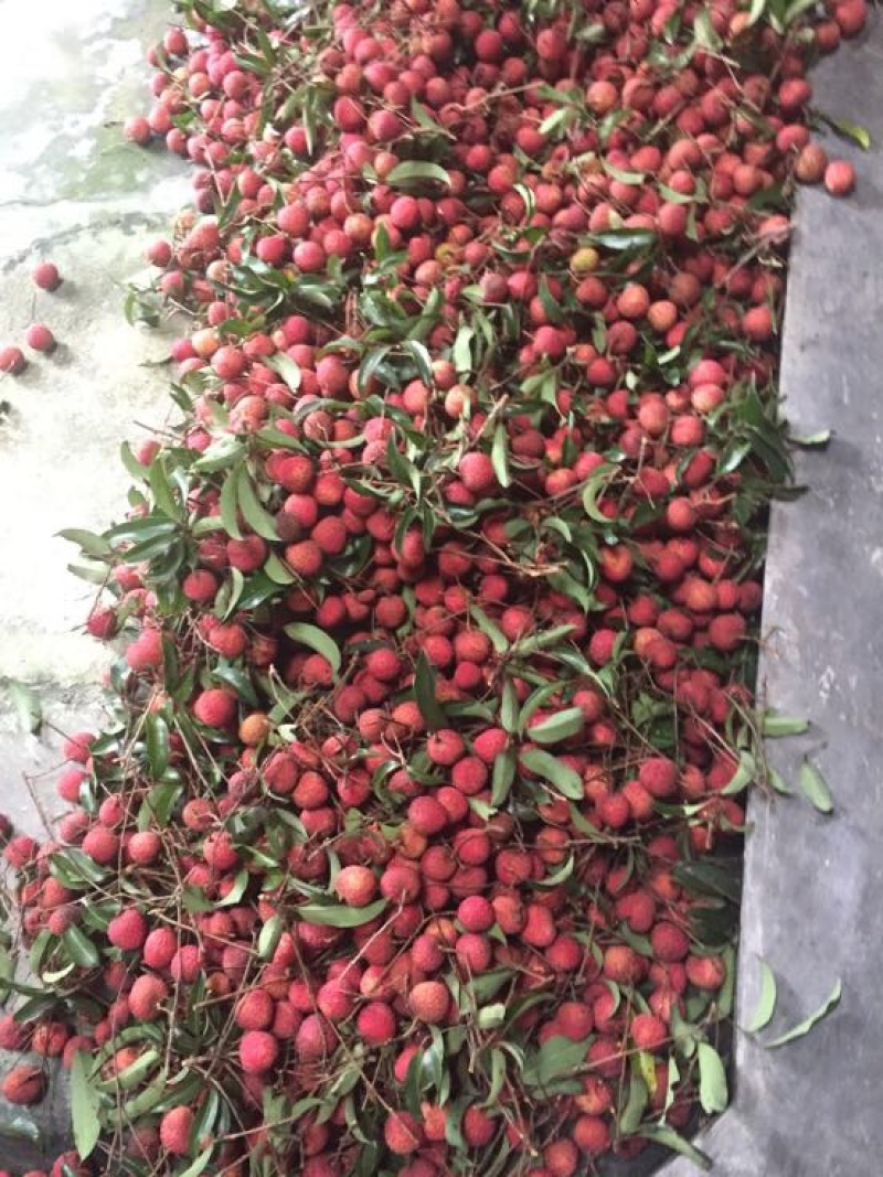 糯米糍荔枝
