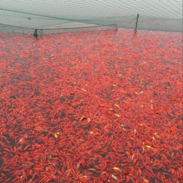 锦鲤