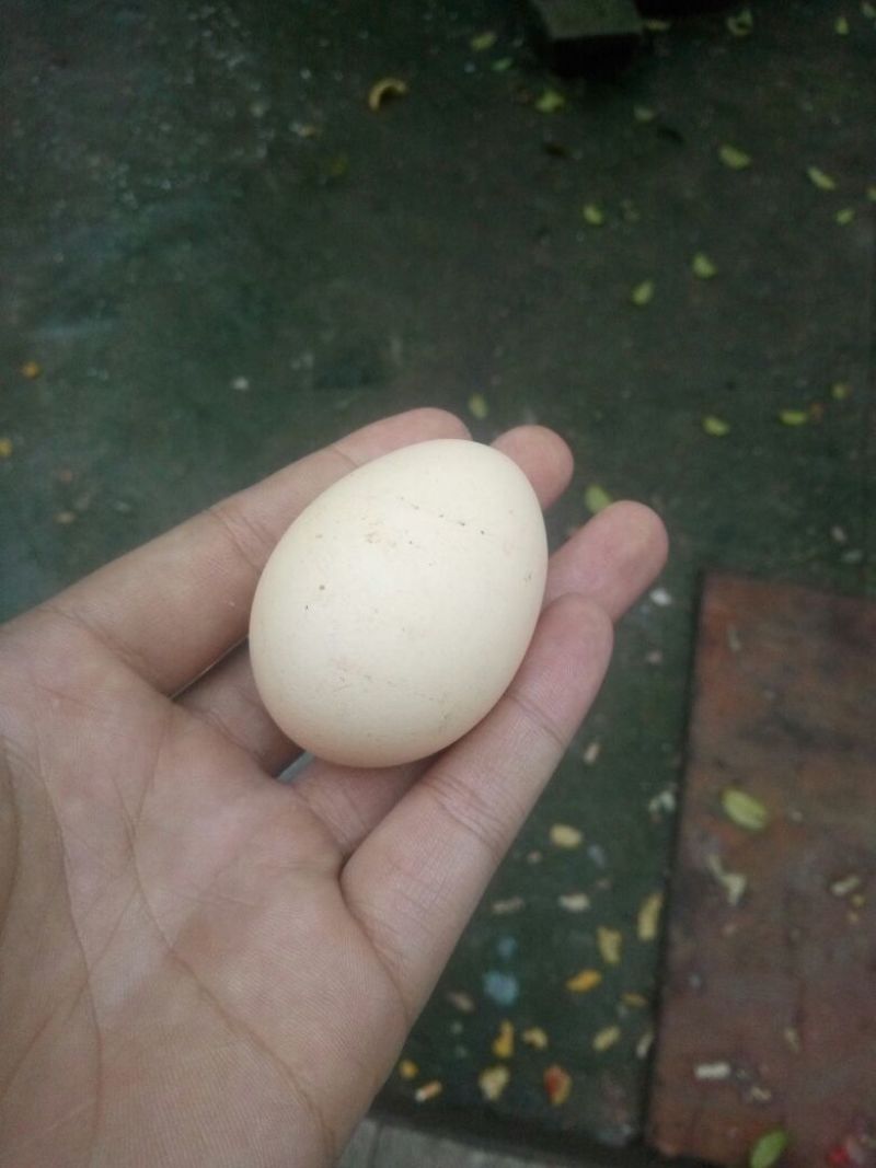 土鸡蛋食用50g以下
