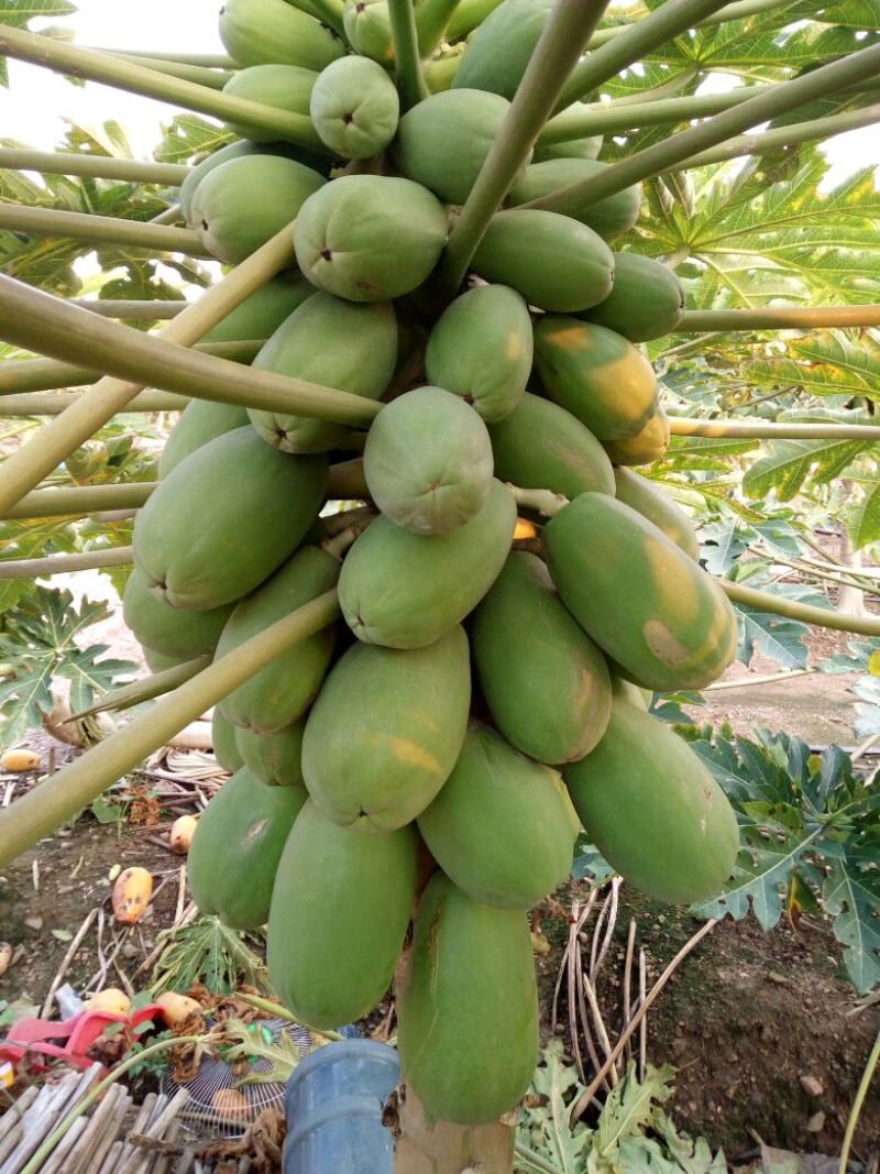水果木瓜1~1.5斤