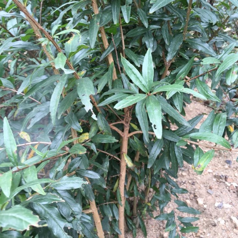 石榴苗