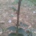 花椒苗1~2年