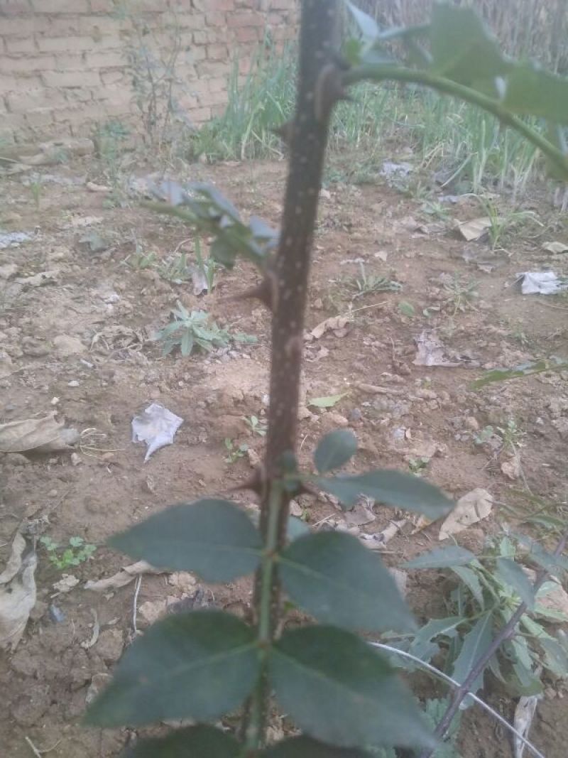 花椒苗1~2年