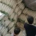 白萝卜1.5~2斤起