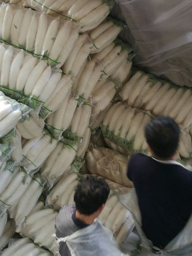 白萝卜1.5~2斤起