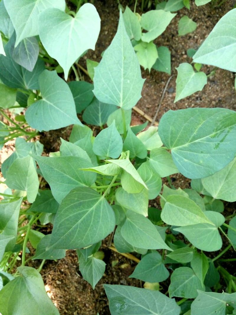 商薯19红薯苗25~35cm