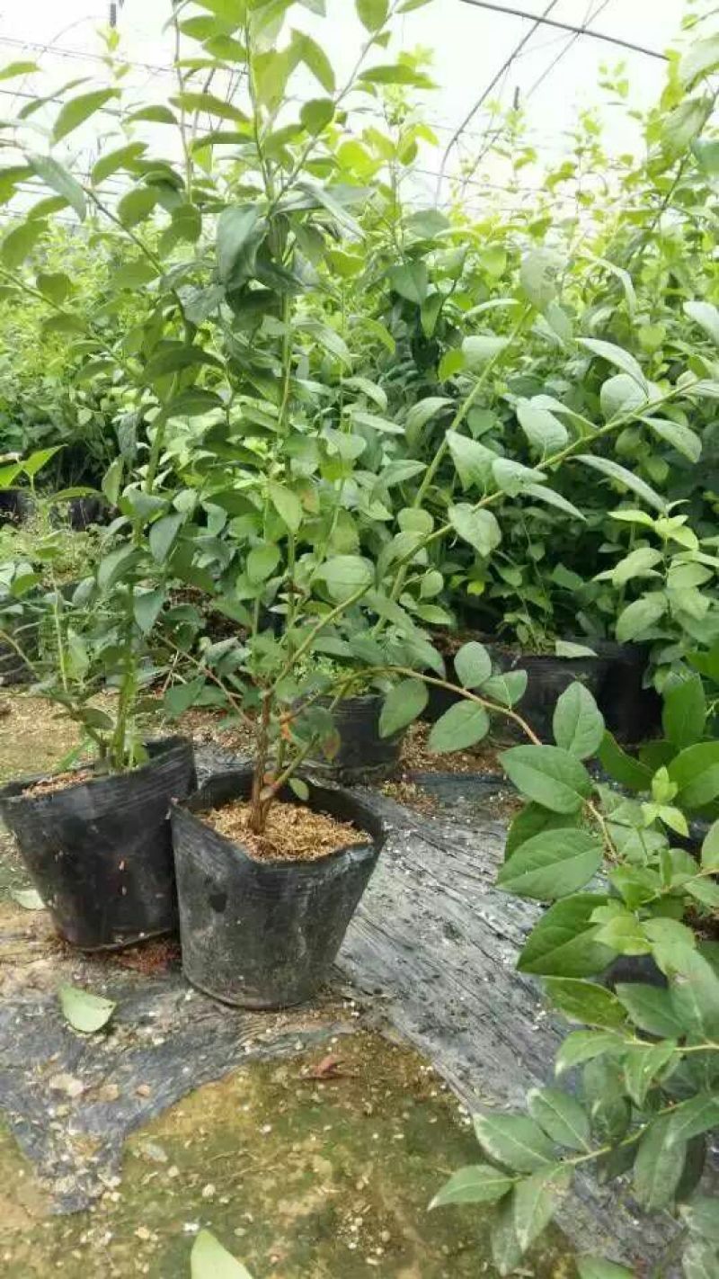 蓝莓苗0.5~1年50~80cm当年结果