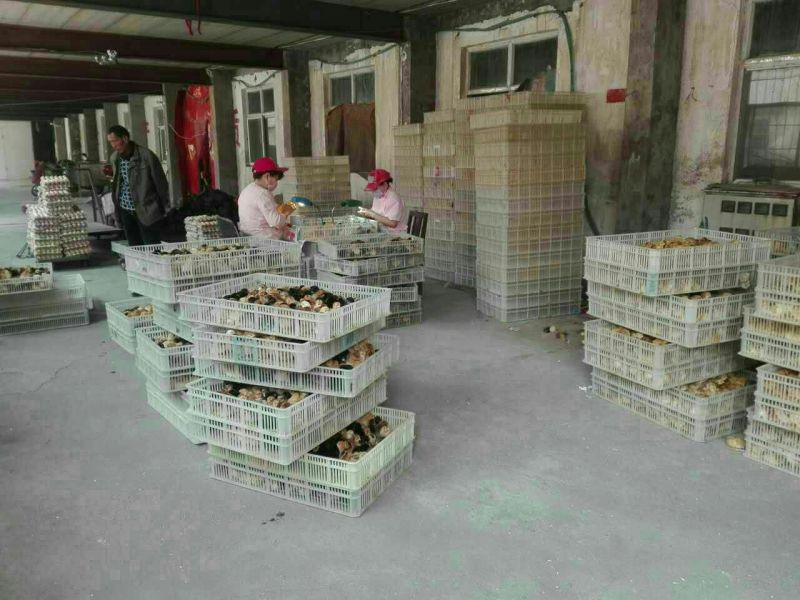 皖西白鹅苗250g以下