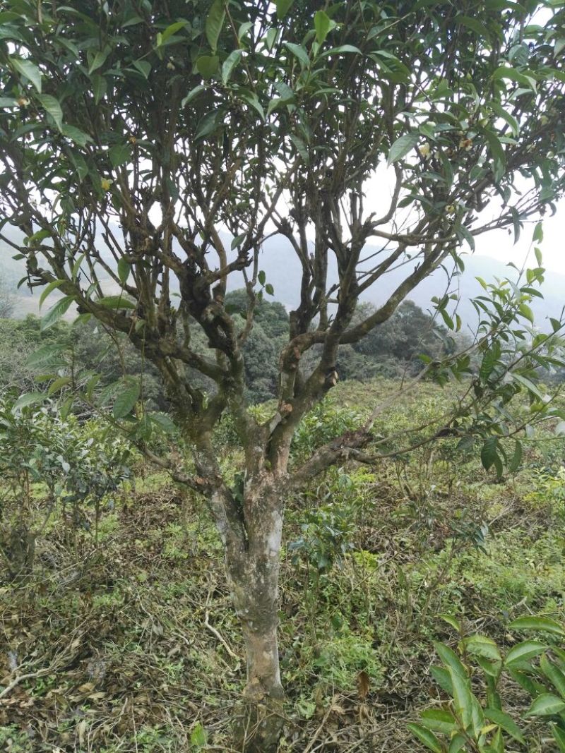 古树普洱茶特级