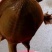 鳖