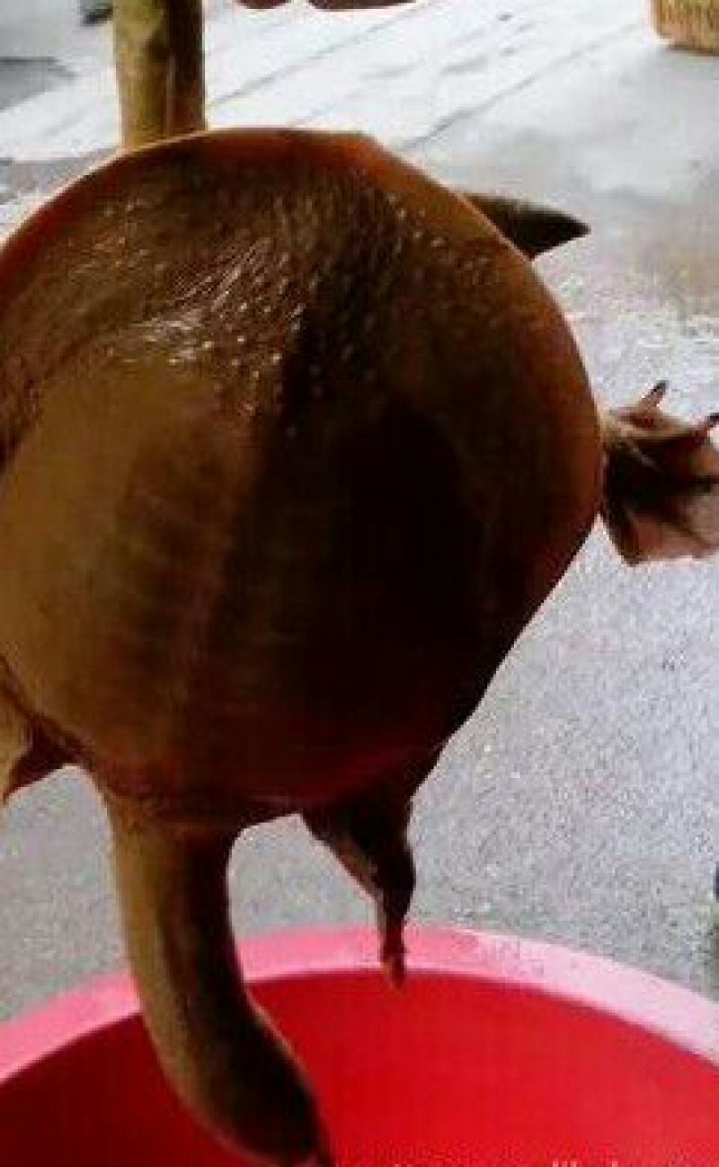 鳖