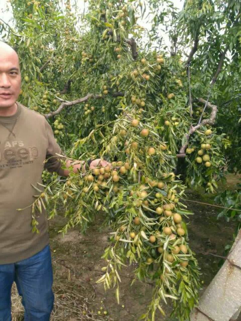 冬枣树苗50~80cm