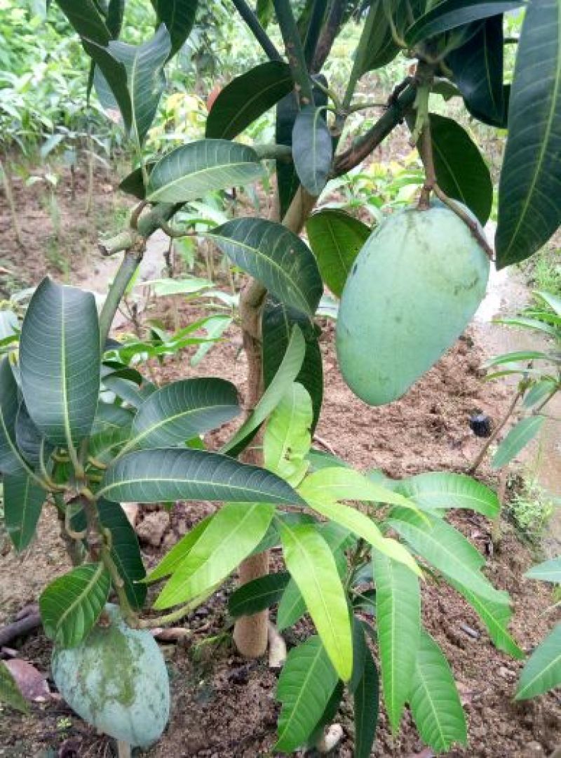 果树苗芒果苗金煌澳芒凯特芒果嫁接苗